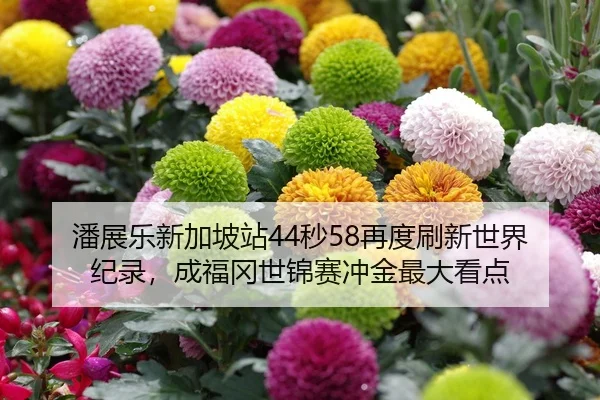 潘展乐新加坡站44秒58再度刷新世界纪录，成福冈世锦赛冲金最大看点